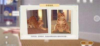 我和我的猫喵语测试服