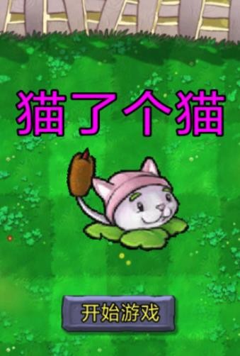 猫了个猫
