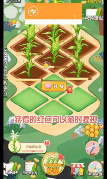 飘香玉米田红包多多